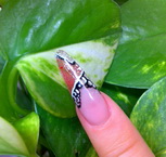 Kombinált díszítések