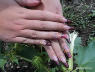 rumoskávé napraforgóval