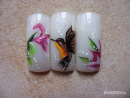 kolibri