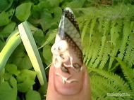 3 hetes lenövésemre gyakorolgattam