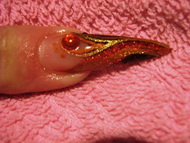 kombinált díszítés