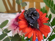 Ékszerek porcelánból