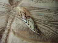 Best Nails - akril és zselé díszítés