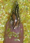 arany gyöngyös