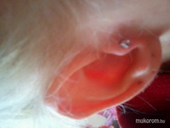 Fül Piercing1
