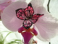 Anya virágaira is ráröppentek