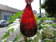 zseléből ezt magamnak 