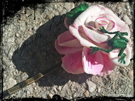 békarózsa vagy rózsabéka