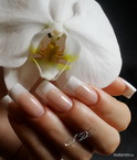 orchidea