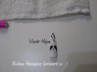 Bichon Havanese tipen