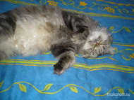 Best Nails - Kedvencem 