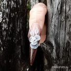 Best Nails - porci virág