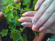 mandarinos pillangós Nikis 