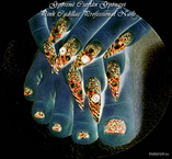 Kék leopárd tigris