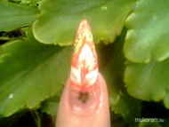 jégfóliás porci virággal