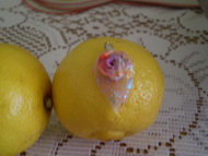 Best Nails - Ékszerek porcelánból