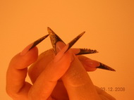 Best Nails - 21. Závodszki Barbara