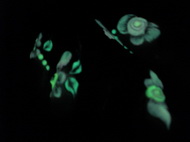 Edge-m és a porcivirágaim