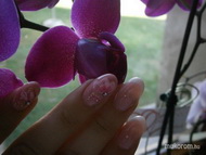 saját épített zselés