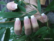 Best Nails - gyakorlás