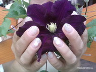 Anyucié a kedvenc virágával