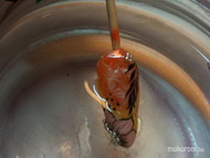 a Chameleon és a melegvíz