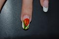 watercolor tulipan