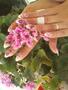 francia mandula gyönyörű virágokkal