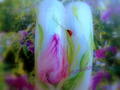 akvarell tulipán