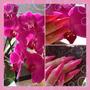 orchidea színű