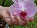 orchideával